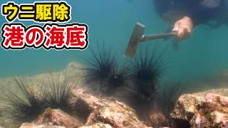【ウニ駆除】港に集まったウニを一斉駆除【水中音・テロップ解説】