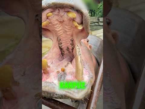 Hayvanat Bahçesindeki Hipopotamın Komik Öğle Yemeği Macerası