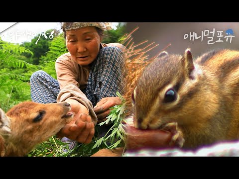 50년동안 다람쥐랑 멧돼지 밥 챙겨준 천하장사 지리산 할머니 I KBS 야생여정 할머니네 산골동화 181013 방송