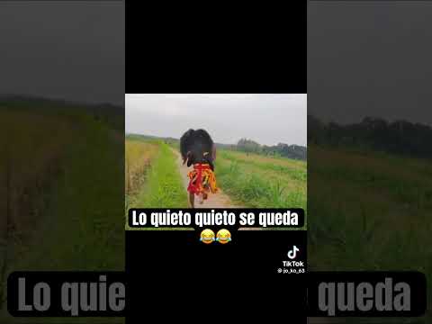 Jaja pélate carnal #viralvideo #humor #memes #sarcas #funnyvideo #shorts #youtubeshorts #fun