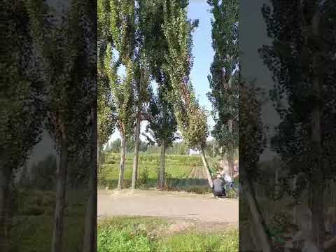 Оригинал