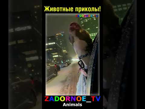 С кем лучше гулять? #задорноетв #озвучка #доброеутро #юмор #прикол #животные #смех