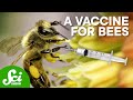 Honey Bee Immunity and Career Guidance