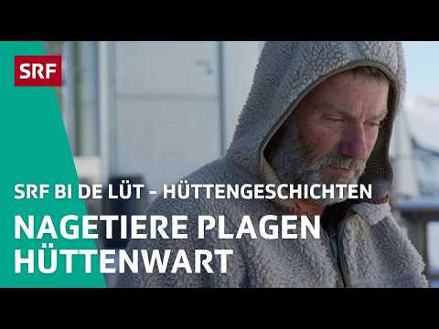 Nagetiere plagen die Cabane de la Dent Blanche | Hüttengeschichten 2024 4/6 – SRF bi de Lüt | SRF