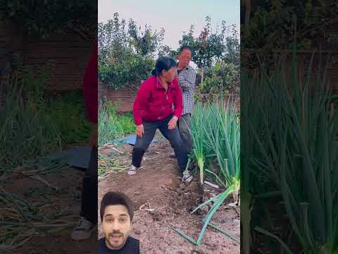 ਗੰਡਾ ਨਹੀਂ ਪੱਟਿਆ ਗਿਆ