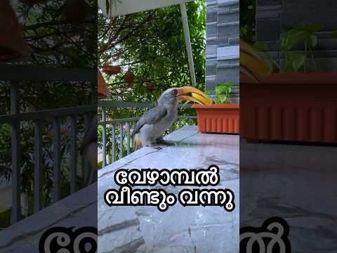 വേഴാമ്പൽ തൊട്ടടുത്ത് വന്നപ്പോൾ..എന്നും വീട്ടിൽ വരുന്ന അതിഥി! #hornbills #kerala #birds #birdwatching