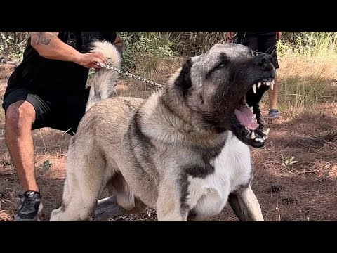 KÖPEKLER’DE PARVO VİRÜS SORUNU | EREN ACIL KANGAL ÇİFTLİĞİ’NE ZİYARET - VLOG @WOGZDOGZTV