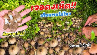 หมายเด็ด!! เห็ดปลวกจุ้มใหญ่ๆ!! ดอกหัวกระสุน ดอกจีๆ ดอกอ้วนๆ มีหมด!! เก็บเบิดมื้อกะได้พี่น้อง
