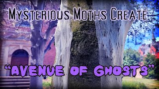 Ermine Moth Caterpillars Create Creepy Corridor in Church Graveyard