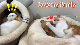 So funny! The kitten hugged the puppy and gave him a massage! The hen and duck were shocked! So cute