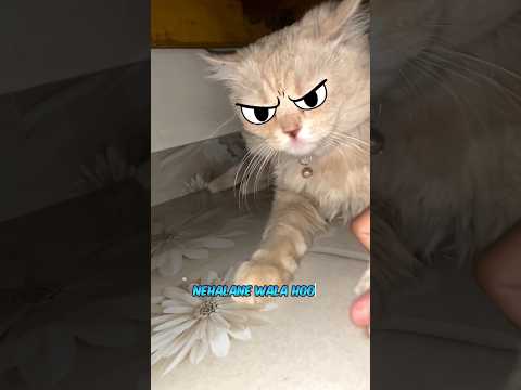 How to give bath to a cat 😼😹 #cats #shorts