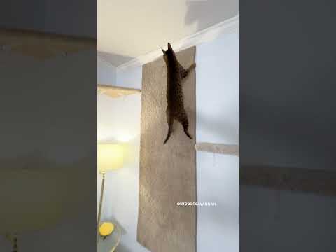 Running between her cat rooms #rajaanddavid