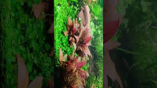 Aquarium Nano Zebra-Rennschnecke, Neritina natalensis