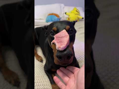 Ham time #dog #doberman #puppy #doglover #dogshorts