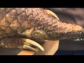 Pangolins: The Unique Mammals