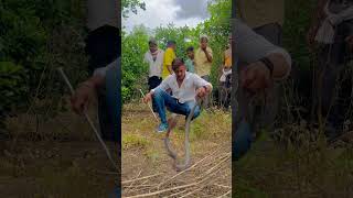 बोहात ही खातरनाक नाग 🐍 #snake #animal #wildliferescue #cobra #dangeroussnake #venomouscreatures