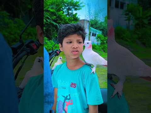 কাটুস বন্ধু বাজ 2❤️#animalকাটুস#kabutar #কবুতর#shorts#পাইরা#shorthistory#নাসিমভাই#love#pigeon#CATOON