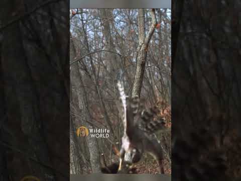 Hawk catches a Squirrel #shorts