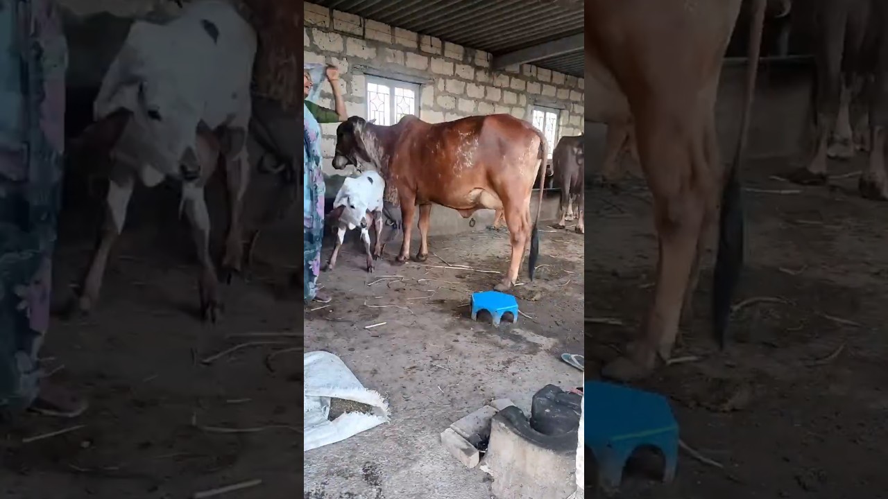 Order Video