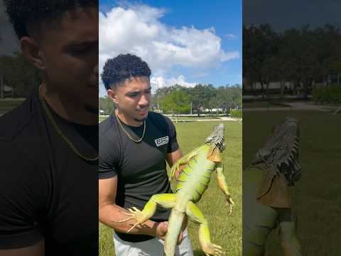 He fell from a tree! #shorts #funny #reptiles