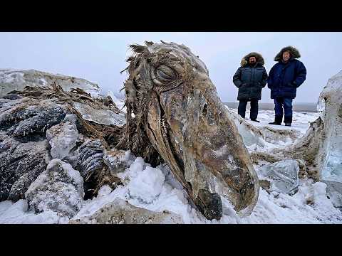 Giant Ancient Bird Found in Antarctica