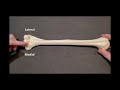 Humerus Anatomy and Functions