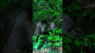 Bär 🐻 beim Fressen von Baumblättern. #nature #naturelovers #tiere #bär #wald #blätter  🐻♥️🐻