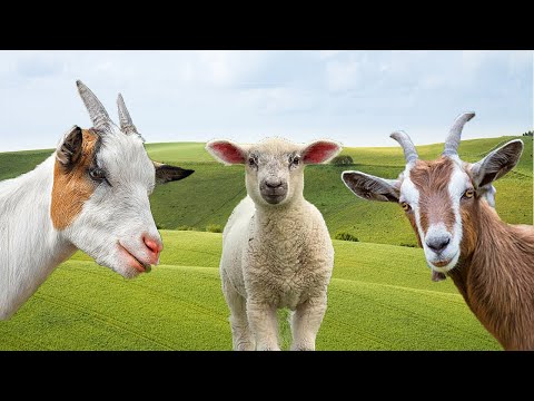 Som de Cabra e Ovelha - Sheep and Goat Sounds Effect -  FARM ANIMAL