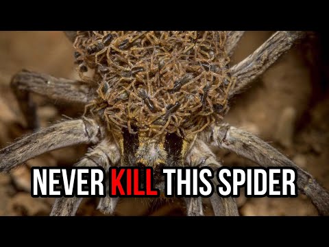 Why you should NEVER! K*LL THIS SPIDER ? #shorts