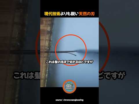現代技術も勝ってない鋭い自然の剣