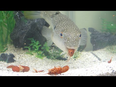 フグにウチダザリガニ食わせてみた
