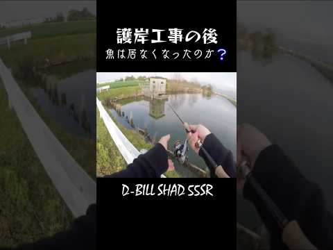 木を魚と間違える素人❕#shorts #bassfishing #バス釣り #おかっぱり #右巻き大好き
