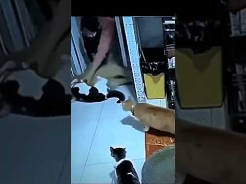 DOG HAS BAD DREAM OR SEIZURE ?