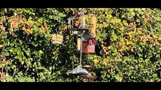 LIVE:  Backyard birdwatching starlings flickers blackbirds pigeons crows finches + more #wildbirds