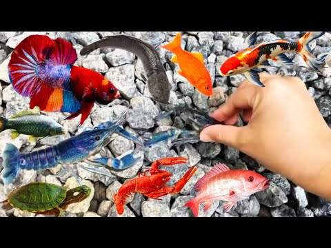 Menangkap Lobster Biru & Ikan Hias Cantik Ikan Louhan,Cupang,Kafiat,Lele,Mas,Gurame & Kura-kura Air