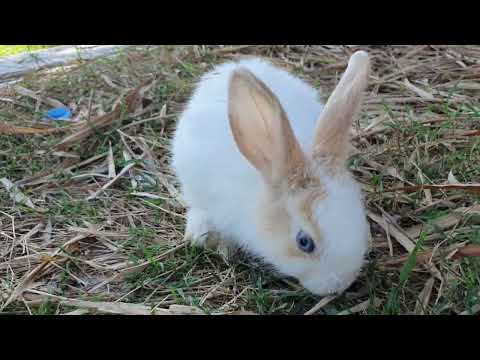 Tom left speechless after the MY RABBIT SOO Cute She Play With Camera To Take Her Lovely accident