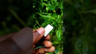 Doubble mint chew_gum #shorts #youtubeshorts #shortsfeed #viral #trending#shortvideo#m4tech #mrbeast