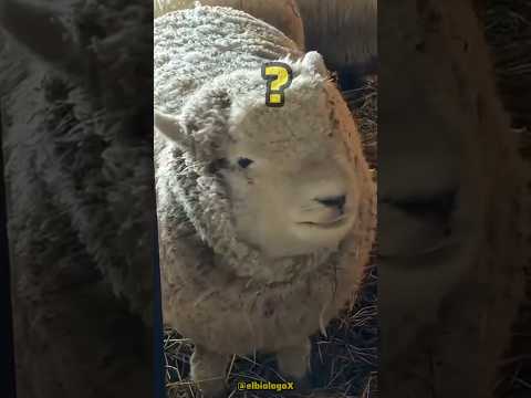 Tutorial: Cómo Confundir una Oveja 🐑😂 [Pruebalo]