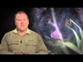 Conservation of Western Ringtail Possums