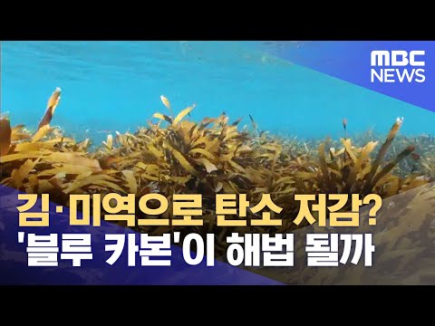 김·미역으로 탄소 저감? '블루 카본'이 해법 될까 (2023.09.14/뉴스데스크/대구MBC)