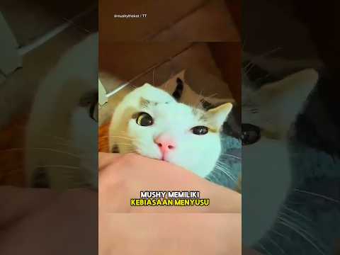 Kucing Suka Ngempot di Tangan Majikannya🐱