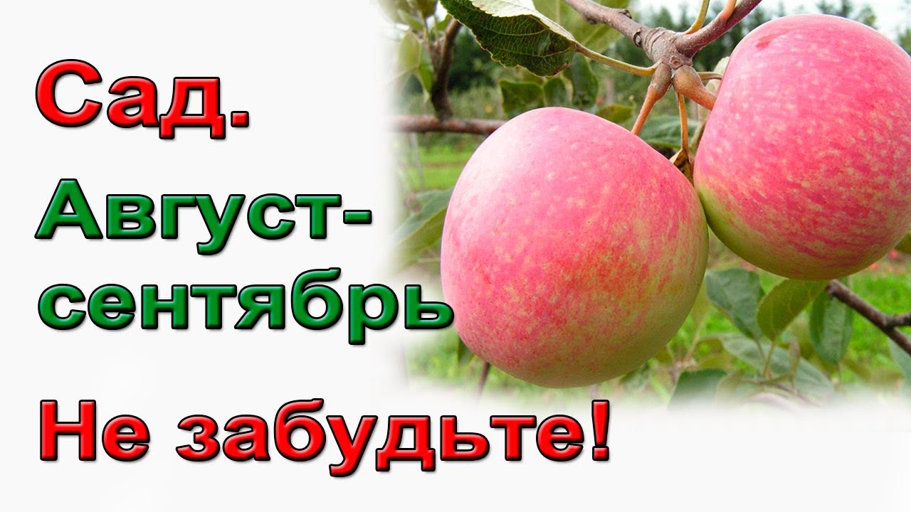Садовые деревья уход в августе и сентябре