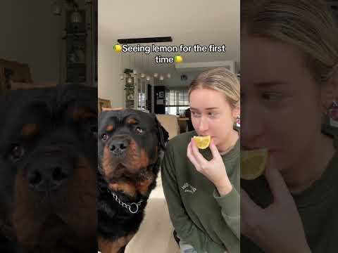 🤭 #dogs #viral #rottweiler #pets