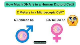 How Much DNA is in a Human Diploid Cell? The Math's behind 2 meter DNA in a Microscopic Cell