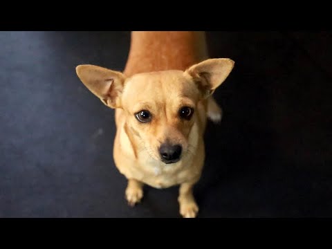 He got hit by a car & laid in a ditch for 2 days…  #shorts #dogrescue
