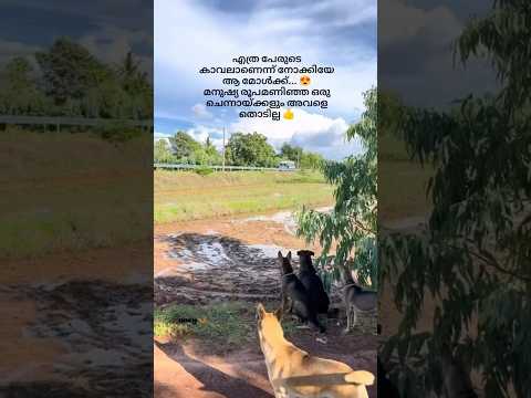ഇതിലും വലിയ സെക്യൂരിറ്റി ഇനി അവൾക്ക് കിട്ടാനില്ല ❣️ #reel #shorts #viralvideo #trendy #troll #insta