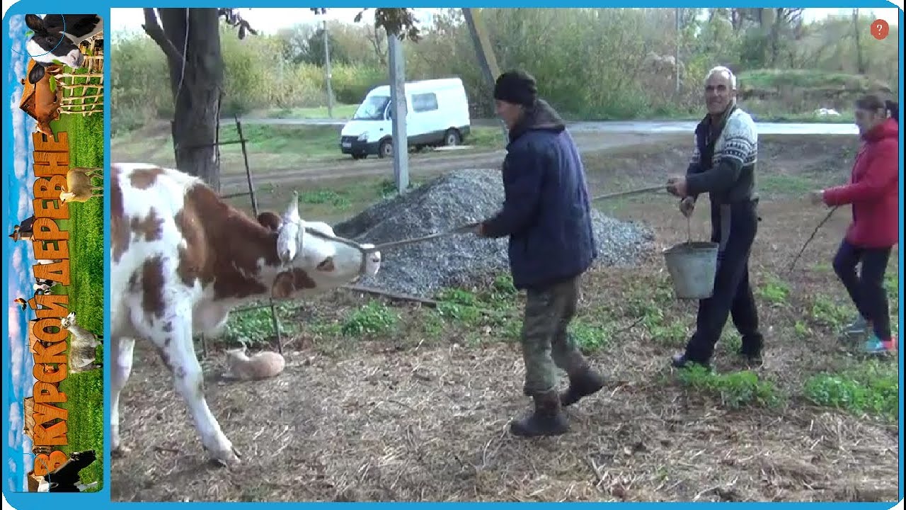 И нам по проще, и людям хорошая корова