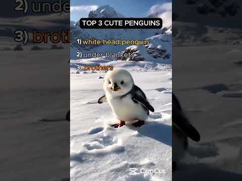 top 3 cute penguins