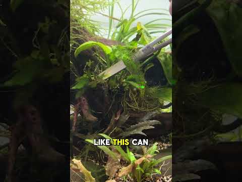 Trim That Dead Weight! Some times you need to cut off the weight that is holding your tank back. Try this trick and watch y