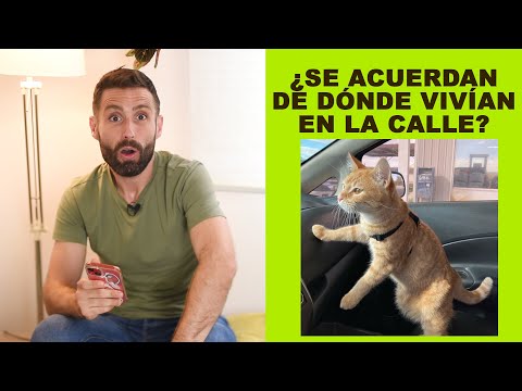 ¿Los gatos recuerdan el lugar en el que vivían antes de llegar a nuestras casas?